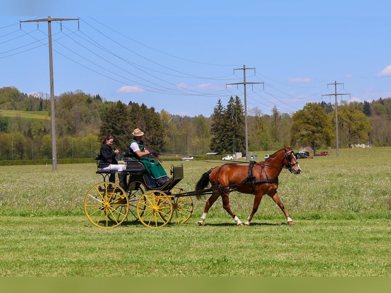 Freiberger Gelding 3 years 15,2 hh Brown in Arnegg