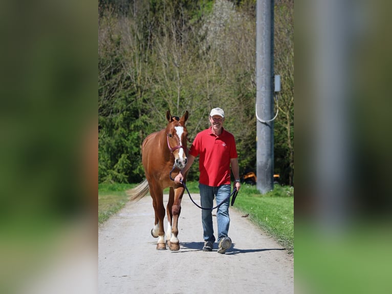 Freiberger Gelding 3 years 15,2 hh Brown in Arnegg