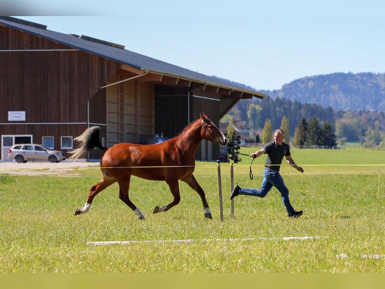 Freiberger Gelding 3 years 15,2 hh Brown in Arnegg