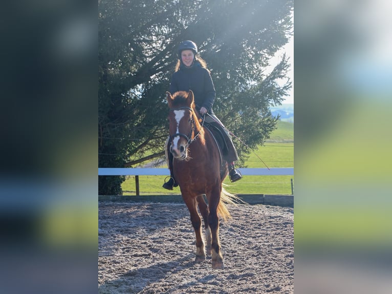 Freiberger Gelding 3 years 15,2 hh Brown in Arnegg