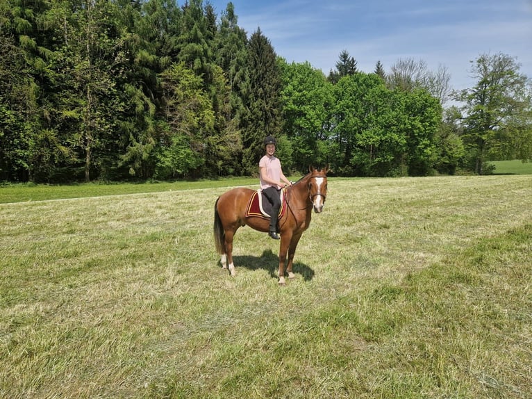 Freiberger Gelding 3 years 15,2 hh Brown in Arnegg