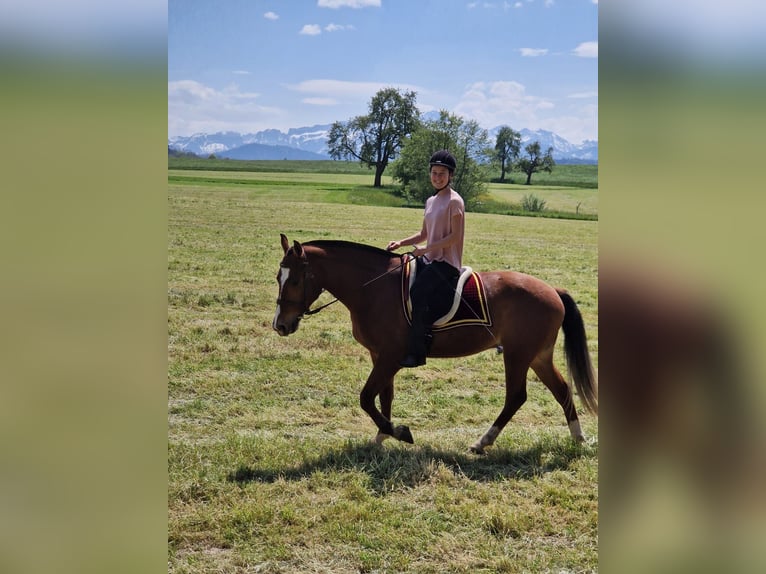 Freiberger Gelding 3 years 15,2 hh Brown in Arnegg