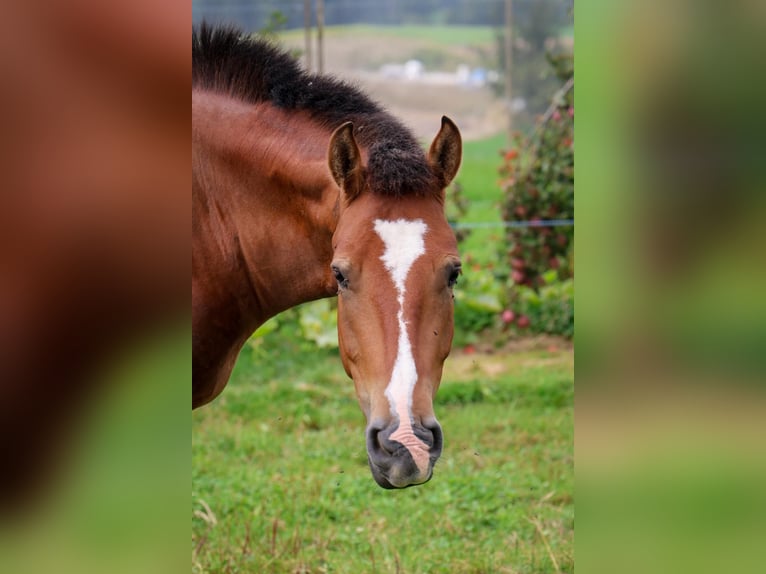 Freiberger Gelding 3 years 15,2 hh Brown in Arnegg