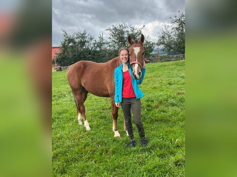 Freiberger Gelding 3 years 15,2 hh Brown in Arnegg