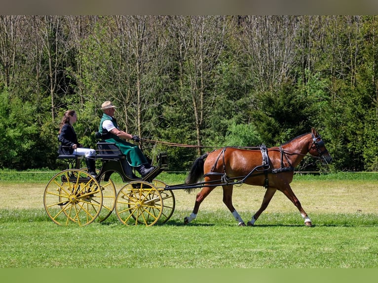 Freiberger Gelding 3 years 15,2 hh Brown in Arnegg