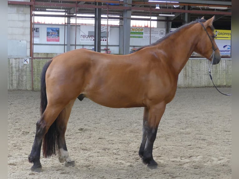 Freiberger Gelding 3 years 15,2 hh Brown in Emlichheim