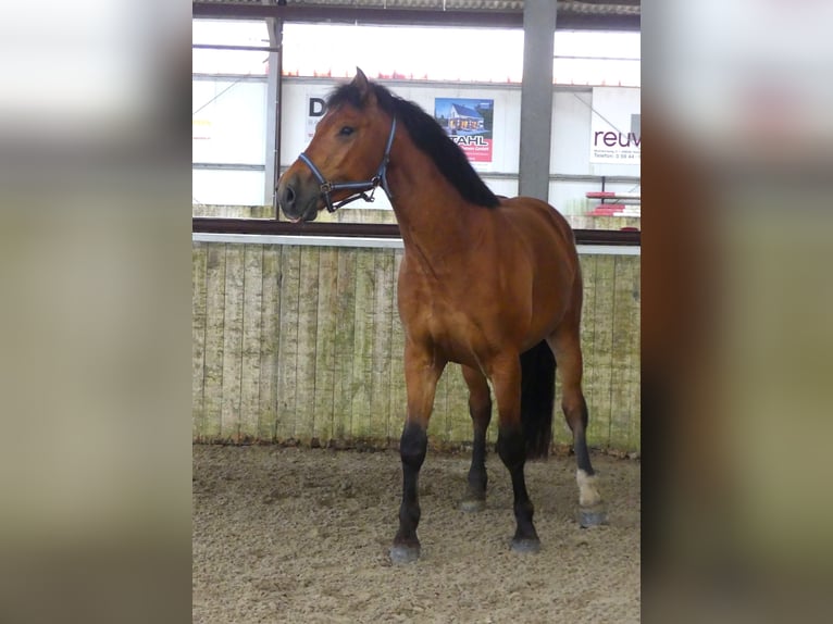 Freiberger Gelding 3 years 15,2 hh Brown in Emlichheim