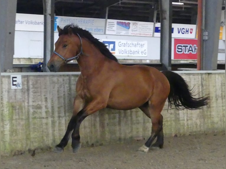 Freiberger Gelding 3 years 15,2 hh Brown in Emlichheim