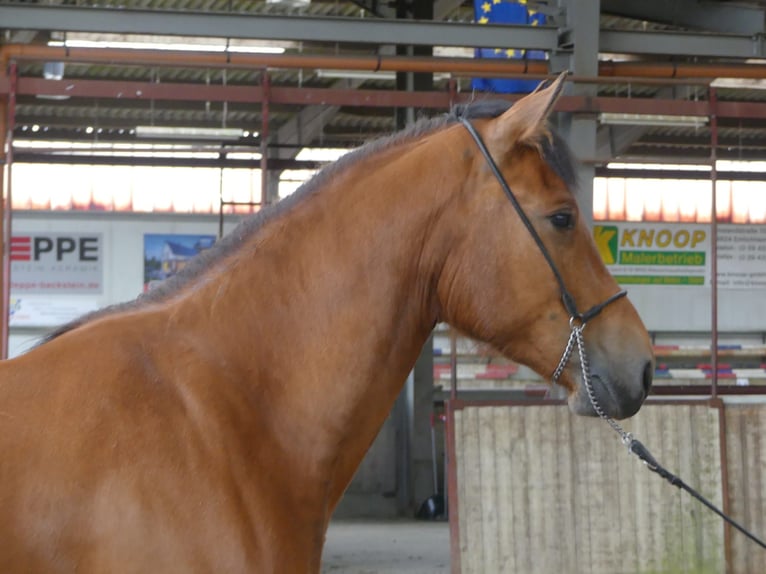 Freiberger Gelding 3 years 15,2 hh Brown in Emlichheim