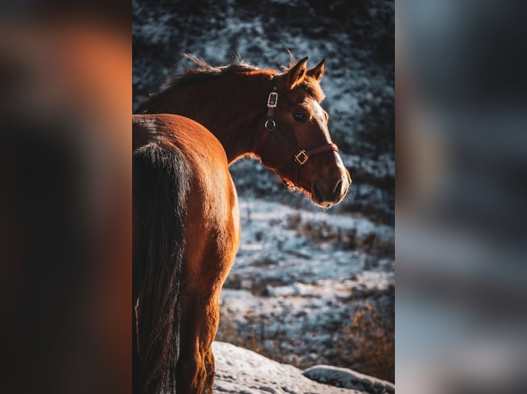 Freiberger Gelding 3 years 15,2 hh Brown in Nettersheim