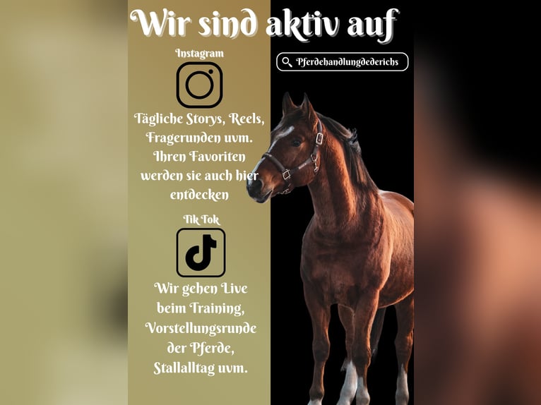 Freiberger Gelding 3 years 15,2 hh Brown in Nettersheim