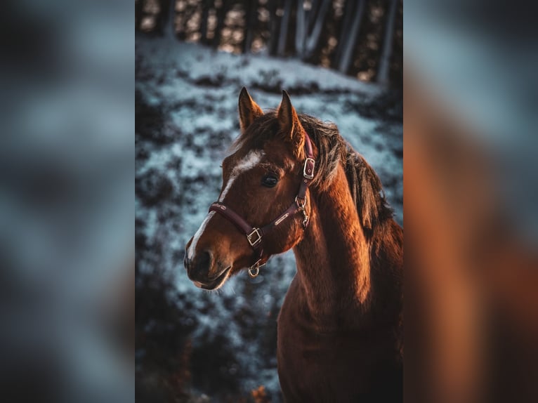 Freiberger Gelding 3 years 15,2 hh Brown in Nettersheim