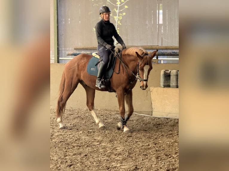 Freiberger Gelding 3 years 15.2 hh Chestnut in Paderborn