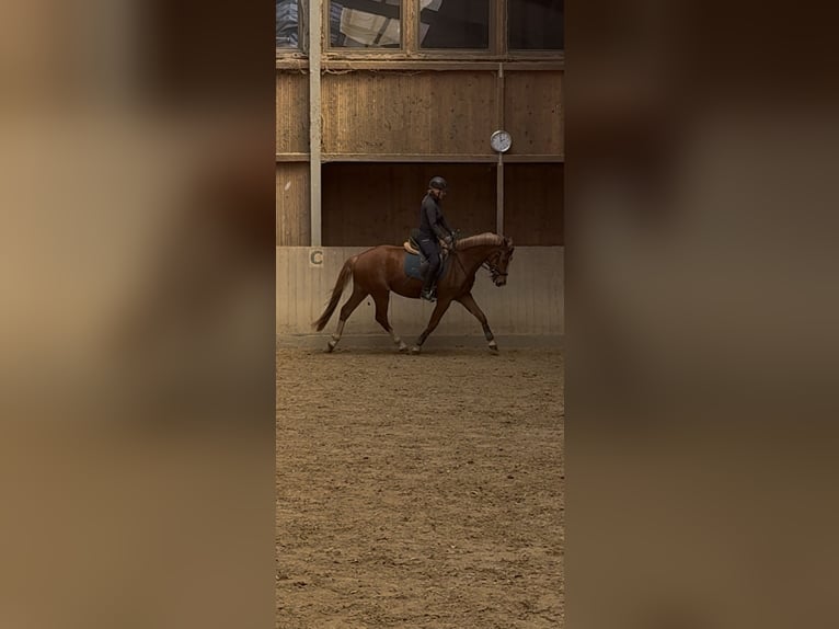 Freiberger Gelding 3 years 15.2 hh Chestnut in Paderborn