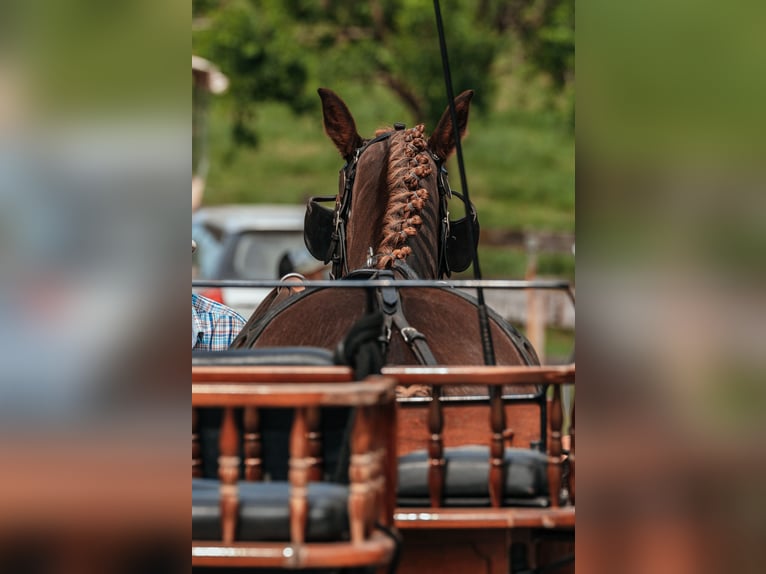 Freiberger Gelding 3 years 15.2 hh Chestnut in Oschwand