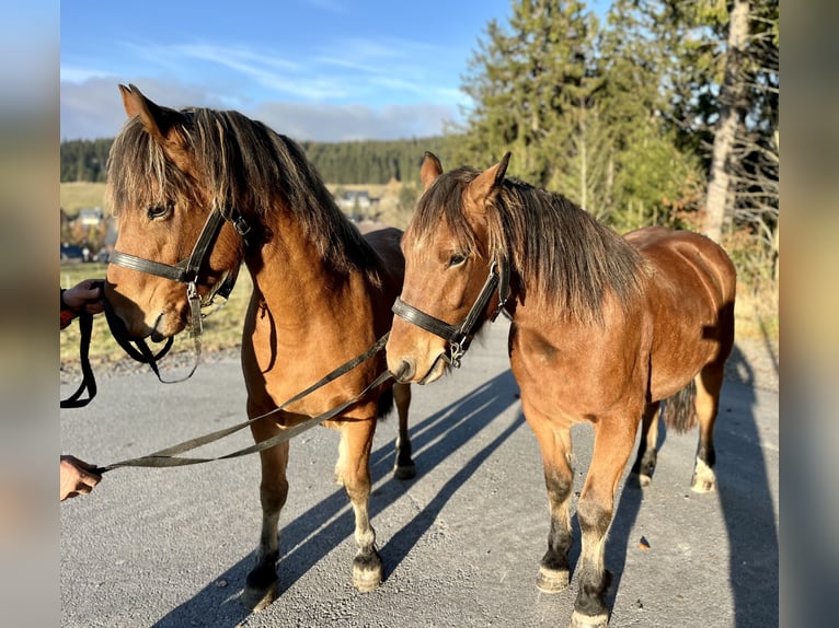 Freiberger Gelding 3 years 15 hh Brown in Breitenbrunn/Erzgebirge