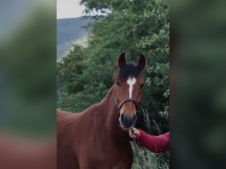 Freiberger Gelding 3 years 15 hh Brown in Loveresse