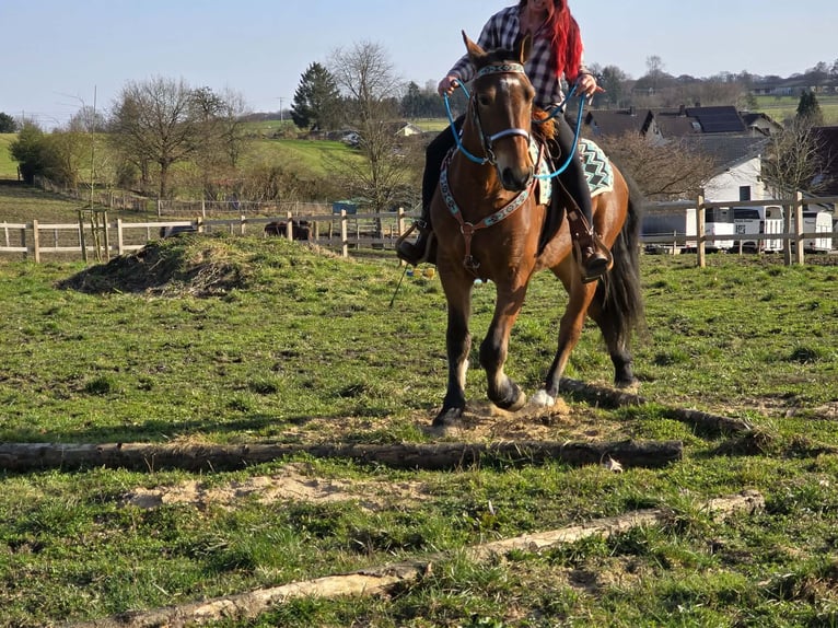 Freiberger Gelding 3 years 15 hh Brown in Linkenbach