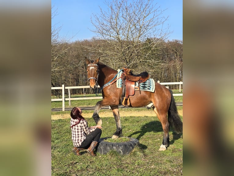 Freiberger Gelding 3 years 15 hh Brown in Linkenbach