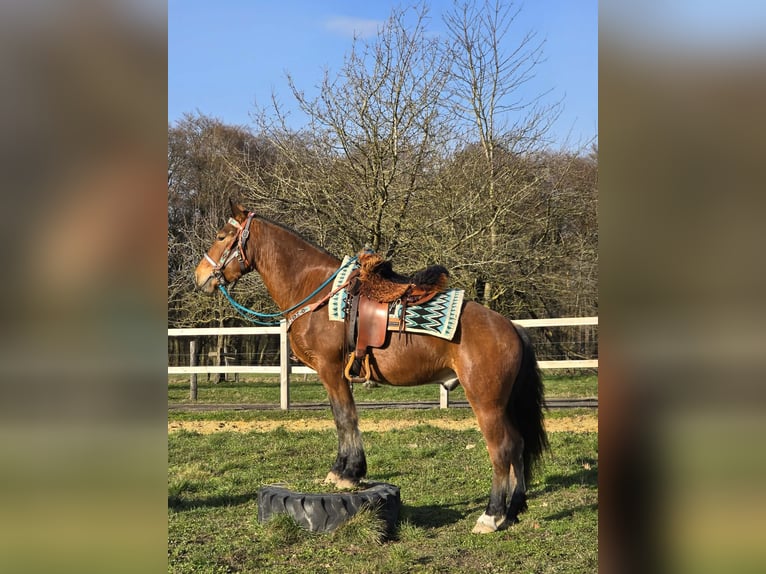Freiberger Gelding 3 years 15 hh Brown in Linkenbach