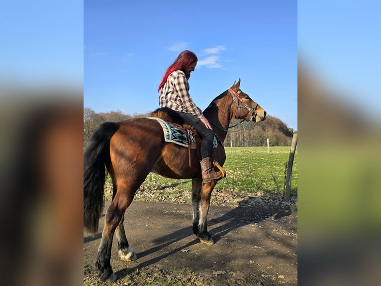 Freiberger Gelding 3 years 15 hh Brown in Linkenbach