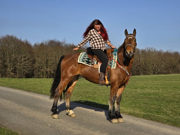 Freiberger Gelding 3 years 15 hh Brown in Linkenbach