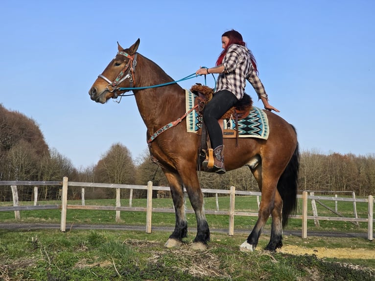 Freiberger Gelding 3 years 15 hh Brown in Linkenbach
