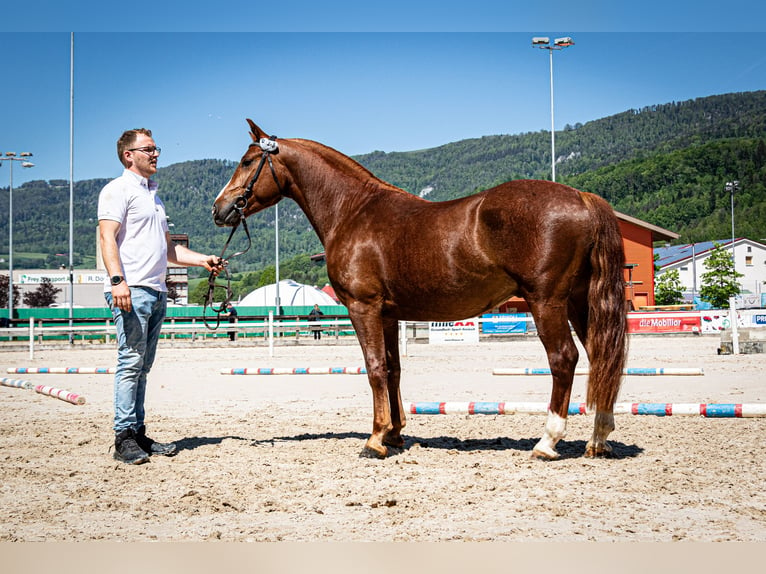 Freiberger Gelding 3 years 15 hh Chestnut-Red in Balsthal