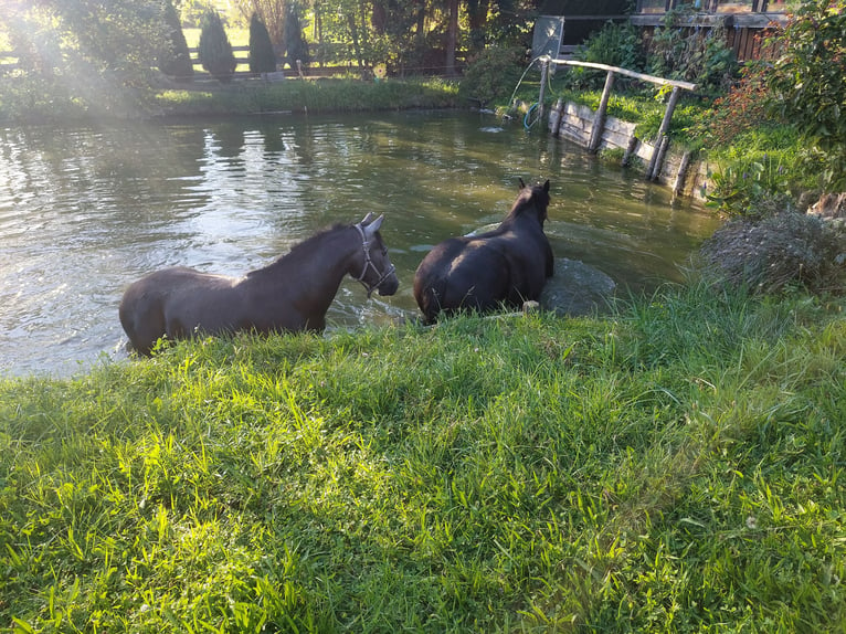 Freiberger Mix Gelding 3 years 15 hh Gray in Taufkirchen Vils