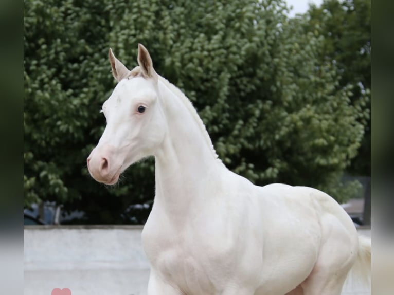 Freiberger Gelding 3 years 15 hh White in Rheinbach