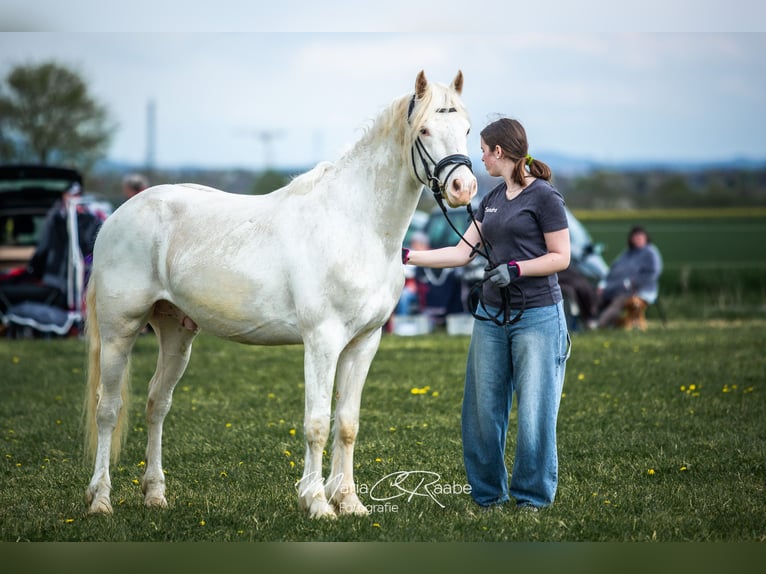 Freiberger Gelding 3 years 15 hh White in Rheinbach