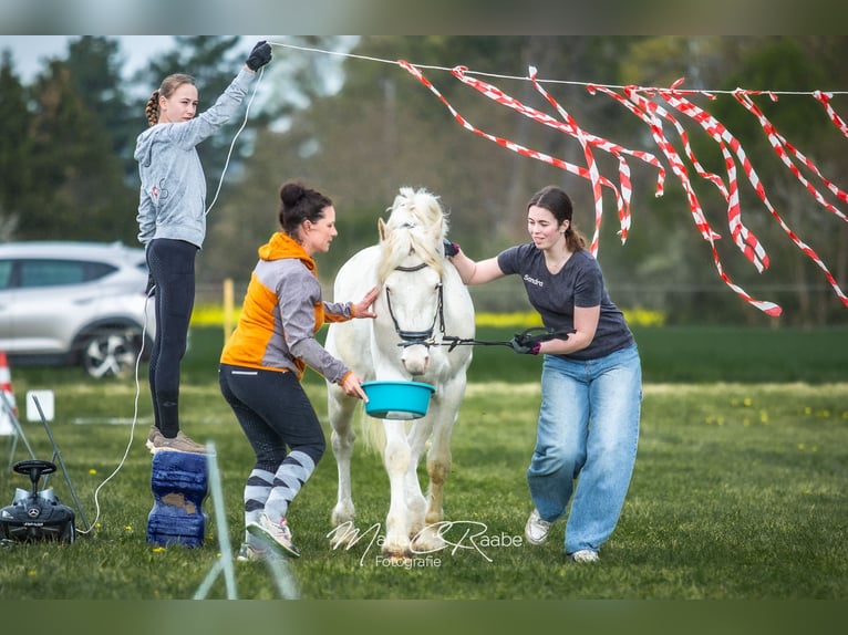 Freiberger Gelding 3 years 15 hh White in Rheinbach