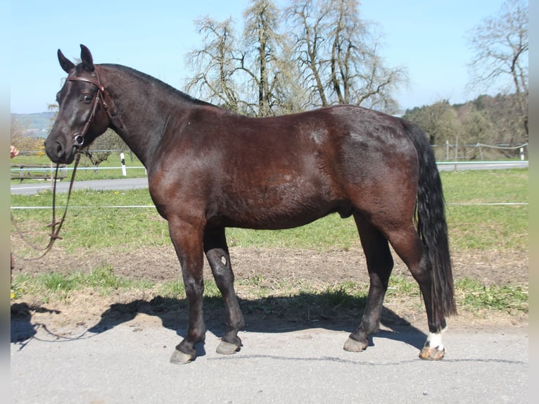 Freiberger Gelding 3 years 15,1 hh Bay-Dark in Schönholzerswilen