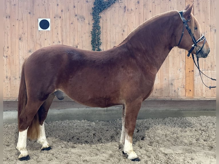Freiberger Gelding 3 years 15,1 hh Chestnut in Riedlingen