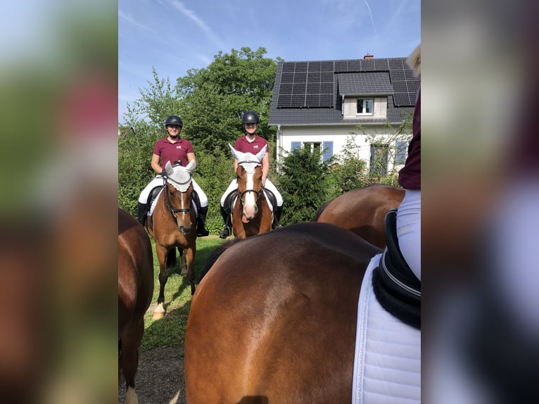 Freiberger Gelding 3 years 15,2 hh Bay-Dark in R&#xFC;mmingen