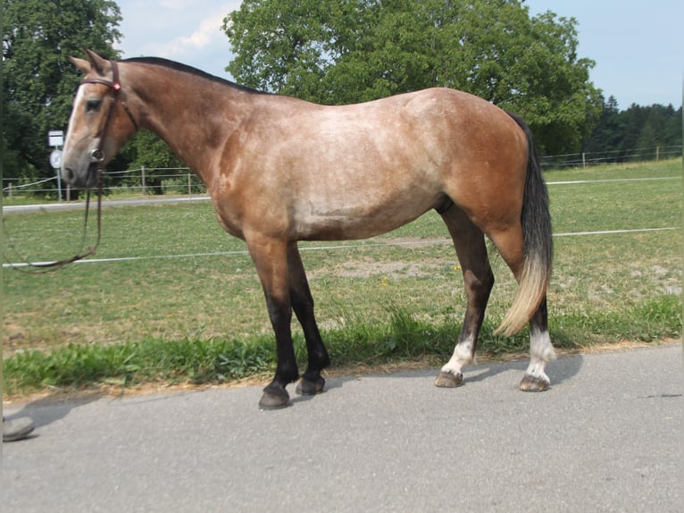 Freiberger Gelding 3 years 15,2 hh Can be white in Sch&#xF6;nholzerswilen