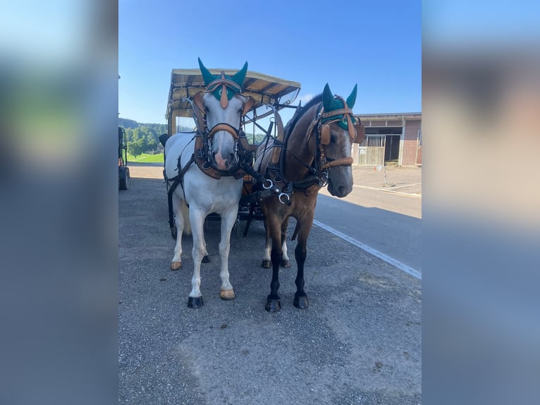 Freiberger Gelding 3 years 15,2 hh Can be white in Sch&#xF6;nholzerswilen