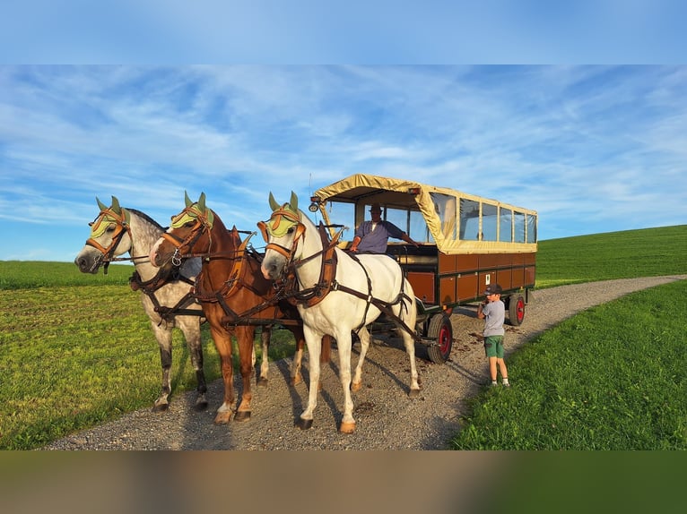Freiberger Gelding 3 years 15,2 hh Chestnut-Red in Sch&#xF6;nholzerswilen