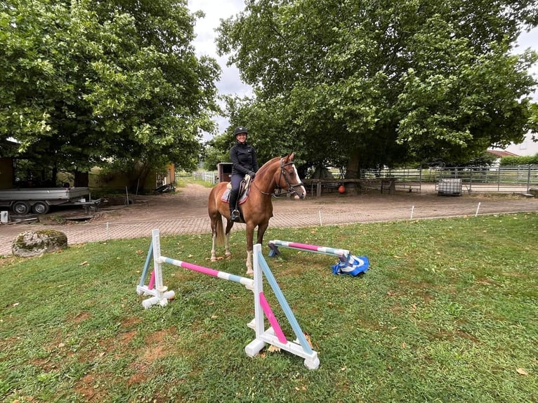 Freiberger Gelding 3 years 15,2 hh Chestnut-Red in R&#xFC;mmingen