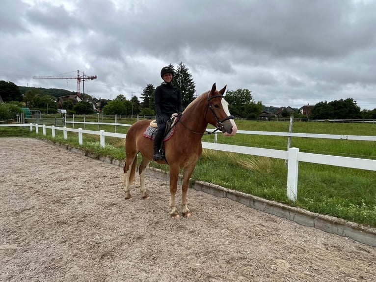 Freiberger Gelding 3 years 15,2 hh Chestnut-Red in R&#xFC;mmingen