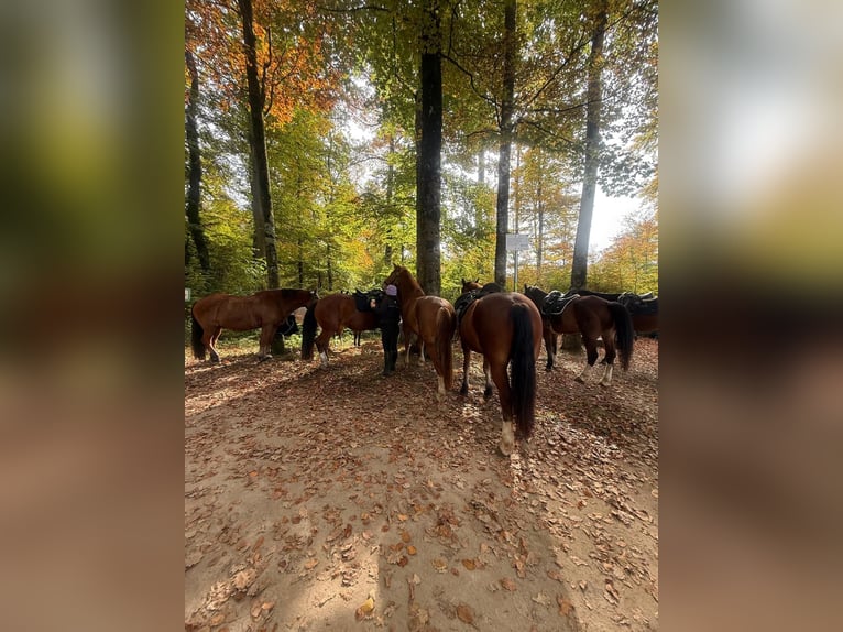 Freiberger Gelding 3 years 15,2 hh Chestnut-Red in Rümmingen Freiberger Gelding 3 years 15,2 hh Chestnut-Red in Rümmingen