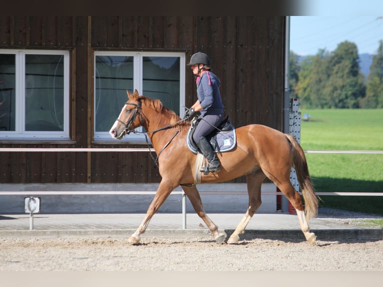 Freiberger Gelding 3 years 15,3 hh Chestnut-Red in Niederb&#xFC;ren