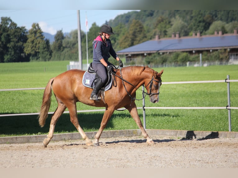 Freiberger Gelding 3 years 15,3 hh Chestnut-Red in Niederb&#xFC;ren