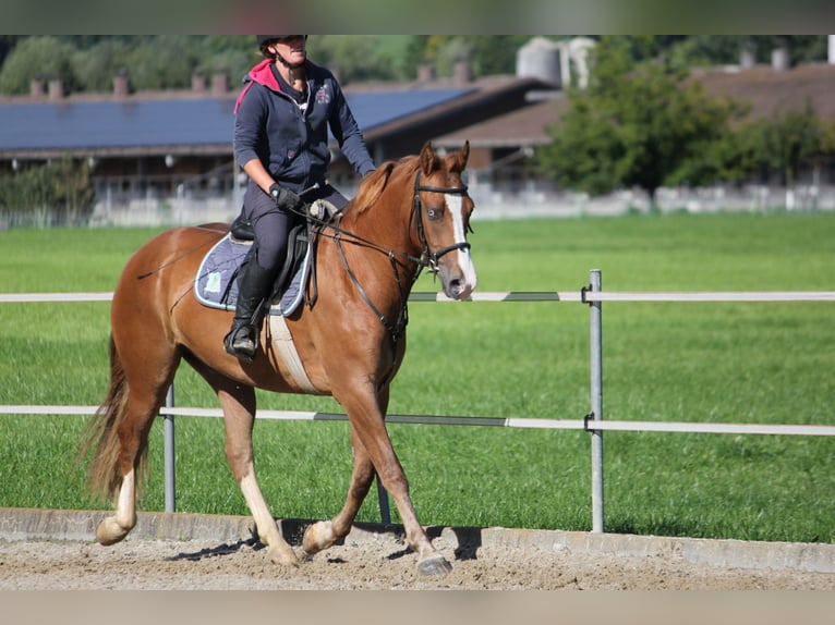 Freiberger Gelding 3 years 15,3 hh Chestnut-Red in Niederb&#xFC;ren