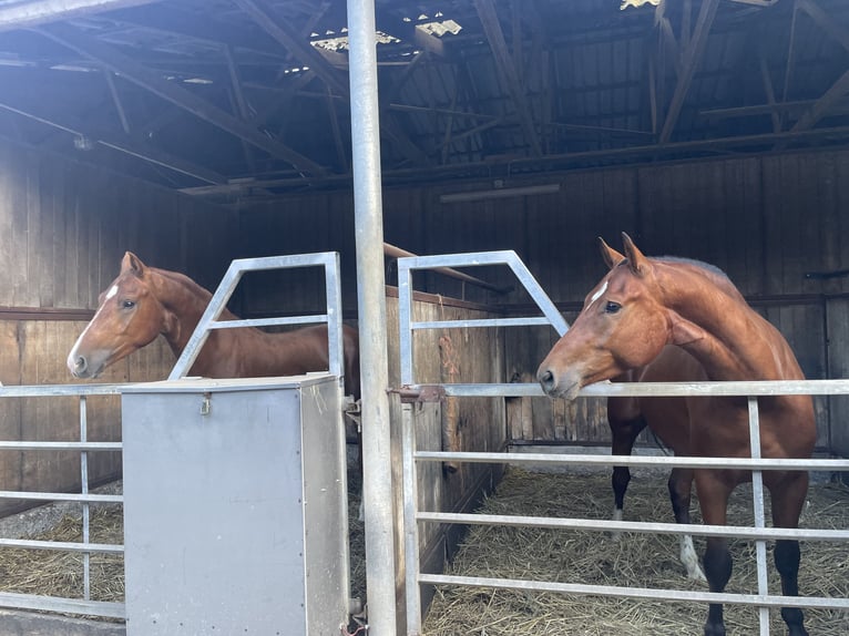 Freiberger Gelding 3 years 16 hh Chestnut-Red in Paderborn