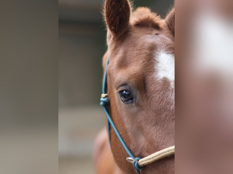 Freiberger Gelding 3 years 16 hh Chestnut-Red in Paderborn