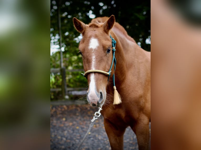 Freiberger Gelding 3 years 16 hh Chestnut-Red in Paderborn