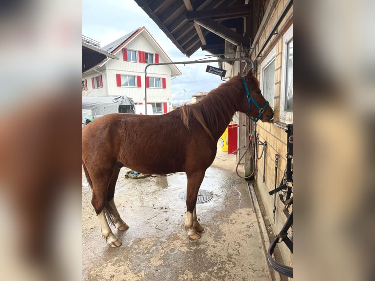 Freiberger Gelding 3 years 16,2 hh Chestnut-Red in Neukirch (Egnach)