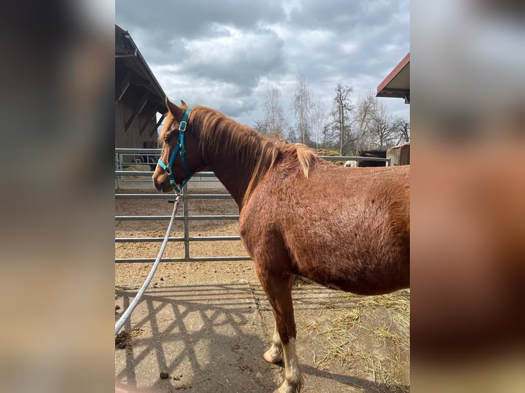 Freiberger Gelding 3 years 16,2 hh Chestnut-Red in Neukirch (Egnach)