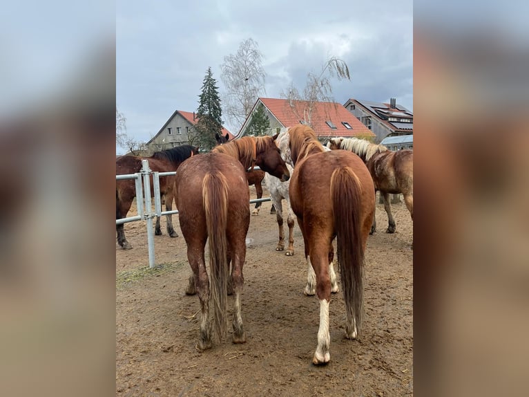 Freiberger Gelding 3 years 16,2 hh Chestnut-Red in Neukirch (Egnach)